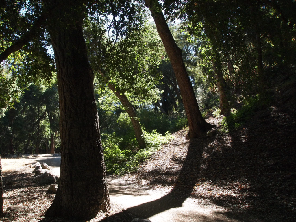 a backlit tree on a forest path