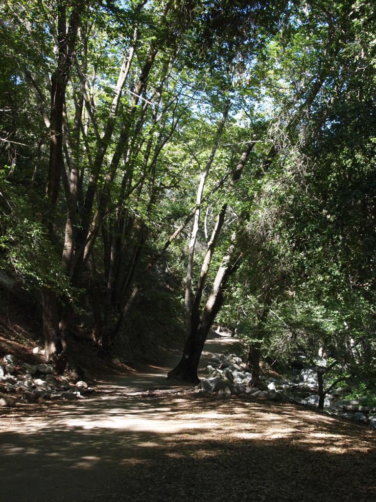 a forest path in shade